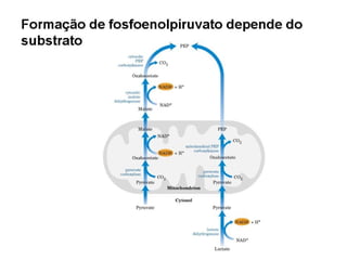 File1 4 gliconeogênese
