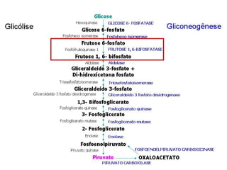 File1 4 gliconeogênese