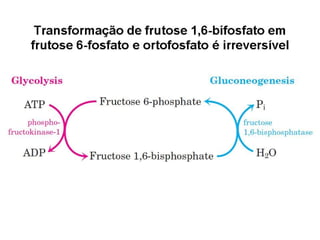 File1 4 gliconeogênese