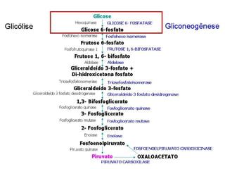 File1 4 gliconeogênese