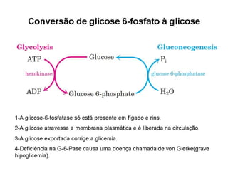 File1 4 gliconeogênese