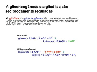 File1 4 gliconeogênese