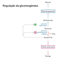 File1 4 gliconeogênese
