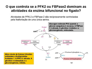 File1 4 gliconeogênese