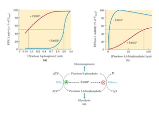 File1 4 gliconeogênese