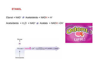 File1 4 gliconeogênese