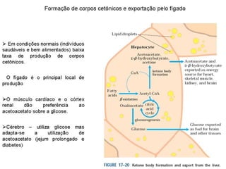 File1 4 gliconeogênese