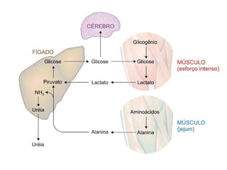 File1 4 gliconeogênese