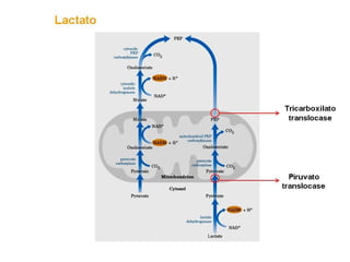 File1 4 gliconeogênese