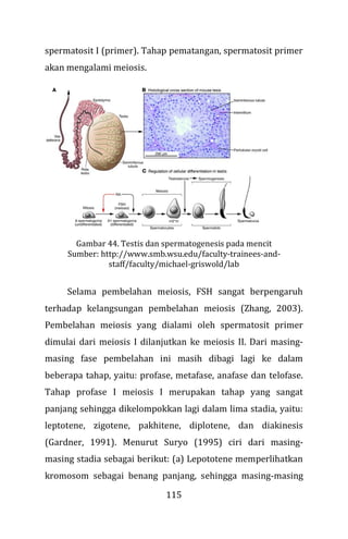 115
spermatosit I (primer). Tahap pematangan, spermatosit primer
akan mengalami meiosis.
Gambar 44. Testis dan spermatogenesis pada mencit
Sumber: http://www.smb.wsu.edu/faculty-trainees-and-
staff/faculty/michael-griswold/lab
Selama pembelahan meiosis, FSH sangat berpengaruh
terhadap kelangsungan pembelahan meiosis (Zhang, 2003).
Pembelahan meiosis yang dialami oleh spermatosit primer
dimulai dari meiosis I dilanjutkan ke meiosis II. Dari masing-
masing fase pembelahan ini masih dibagi lagi ke dalam
beberapa tahap, yaitu: profase, metafase, anafase dan telofase.
Tahap profase I meiosis I merupakan tahap yang sangat
panjang sehingga dikelompokkan lagi dalam lima stadia, yaitu:
leptotene, zigotene, pakhitene, diplotene, dan diakinesis
(Gardner, 1991). Menurut Suryo (1995) ciri dari masing-
masing stadia sebagai berikut: (a) Lepototene memperlihatkan
kromosom sebagai benang panjang, sehingga masing-masing
 
