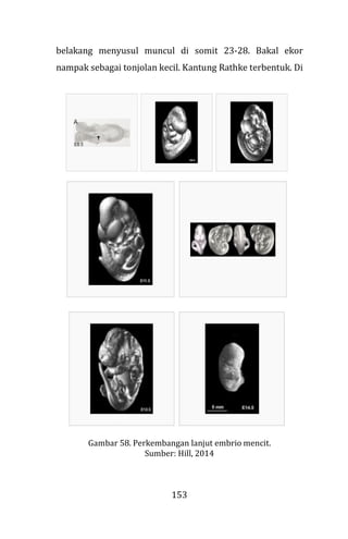 153
belakang menyusul muncul di somit 23-28. Bakal ekor
nampak sebagai tonjolan kecil. Kantung Rathke terbentuk. Di
Gambar 58. Perkembangan lanjut embrio mencit.
Sumber: Hill, 2014
 