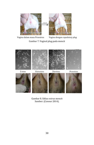 30
Vagina dalam masa Proestrus Vagina dengan copulatory plug
Gambar 7. Vaginal plug pada mencit
Gambar 8. Siklus estrus mencit
Sumber: (Conour 2014).
 