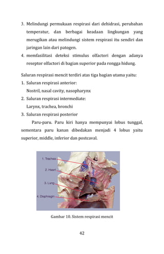 42
3. Melindungi permukaan respirasi dari dehidrasi, perubahan
temperatur, dan berbagai keadaan lingkungan yang
merugikan atau melindungi sistem respirasi itu sendiri dan
jaringan lain dari patogen.
4. memfasilitasi deteksi stimulus olfactori dengan adanya
reseptor olfactori di bagian superior pada rongga hidung.
Saluran respirasi mencit terdiri atas tiga bagian utama yaitu:
1. Saluran respirasi anterior:
Nostril, nasal cavity, nasopharynx
2. Saluran respirasi intermediate:
Larynx, trachea, bronchi
3. Saluran respirasi posterior
Paru-paru. Paru kiri hanya mempunyai lobus tunggal,
sementara paru kanan dibedakan menjadi 4 lobus yaitu
superior, middle, inferior dan postcaval.
Gambar 10. Sistem respirasi mencit
 