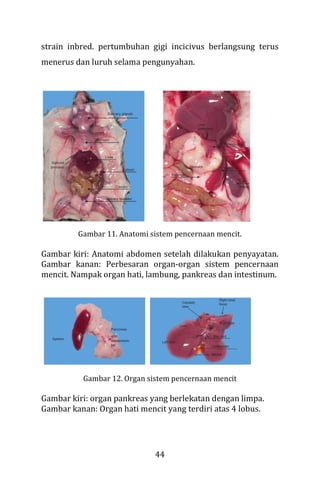 44
strain inbred. pertumbuhan gigi incicivus berlangsung terus
menerus dan luruh selama pengunyahan.
Gambar 11. Anatomi sistem pencernaan mencit.
Gambar kiri: Anatomi abdomen setelah dilakukan penyayatan.
Gambar kanan: Perbesaran organ-organ sistem pencernaan
mencit. Nampak organ hati, lambung, pankreas dan intestinum.
Gambar 12. Organ sistem pencernaan mencit
Gambar kiri: organ pankreas yang berlekatan dengan limpa.
Gambar kanan: Organ hati mencit yang terdiri atas 4 lobus.
 