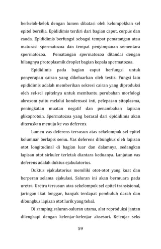 59
berkelok-kelok dengan lumen dibatasi oleh kelompokkan sel
epitel bersilia. Epididimis terdiri dari bagian caput, corpus dan
cauda. Epididimis berfungsi sebagai tempat pematangan atau
maturasi spermatozoa dan tempat penyimpanan sementara
spermatozoa. Pematangan spermatozoa ditandai dengan
hilangnya protoplasmik droplet bagian kepala spermatozoa.
Epididimis pada bagian caput berfungsi untuk
penyerapan cairan yang dikeluarkan oleh testis. Fungsi lain
epididimis adalah memberikan sekresi cairan yang diproduksi
oleh sel-sel epitelnya untuk membantu perubahan morfologi
akrosom yaitu melalui kondensasi inti, pelepasan sitoplasma,
peningkatan muatan negatif dan penambahan lapisan
glikoprotein. Spermatozoa yang berasal dari epididimis akan
diteruskan menuju ke vas deferens.
Lumen vas deferens tersusun atas sekelompok sel epitel
kolumnar berlapis semu. Vas deferens dibungkus oleh lapisan
otot longitudinal di bagian luar dan dalamnya, sedangkan
lapisan otot sirkuler terletak diantara keduanya. Lanjutan vas
deferens adalah duktus ejakulatorius.
Duktus ejakulatorius memiliki otot-otot yang kuat dan
berperan selama ejakulasi. Saluran ini akan bermuara pada
uretra. Uretra tersusun atas sekelompok sel epitel transisional,
jaringan ikat longgar, banyak terdapat pembuluh darah dan
dibungkus lapisan otot lurik yang tebal.
Di samping saluran-saluran utama, alat reproduksi jantan
dilengkapi dengan kelenjar-kelenjar aksesori. Kelenjar seks
 