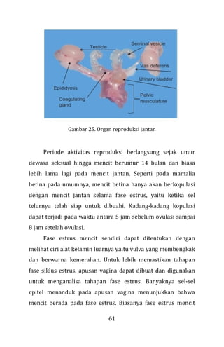 61
Gambar 25. Organ reproduksi jantan
Periode aktivitas reproduksi berlangsung sejak umur
dewasa seksual hingga mencit berumur 14 bulan dan biasa
lebih lama lagi pada mencit jantan. Seperti pada mamalia
betina pada umumnya, mencit betina hanya akan berkopulasi
dengan mencit jantan selama fase estrus, yaitu ketika sel
telurnya telah siap untuk dibuahi. Kadang-kadang kopulasi
dapat terjadi pada waktu antara 5 jam sebelum ovulasi sampai
8 jam setelah ovulasi.
Fase estrus mencit sendiri dapat ditentukan dengan
melihat ciri alat kelamin luarnya yaitu vulva yang membengkak
dan berwarna kemerahan. Untuk lebih memastikan tahapan
fase siklus estrus, apusan vagina dapat dibuat dan digunakan
untuk menganalisa tahapan fase estrus. Banyaknya sel-sel
epitel menanduk pada apusan vagina menunjukkan bahwa
mencit berada pada fase estrus. Biasanya fase estrus mencit
 