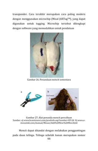 66
transponder. Cara terakhir merupakan cara paling modern
dengan menggunakan microchip (Misal JAXTagTM), yang dapat
digunakan untuk tagging. Microchip tersebut dilengkapi
dengan software yang memudahkan untuk pendataan
Gambar 26. Penandaan mencit sementara
Gambar 27. Alat penanda mencit percobaan
Sumber: a) www.braintreesci.com/prodinfo.asp?number=EP-SA b) www.e-
mouselab.com/manual/Mouse/Add%20New%20Mice.html
Mencit dapat ditandai dengan melakukan pengguntingan
pada daun telinga. Telinga sebelah kanan merupakan nomor
a b
 