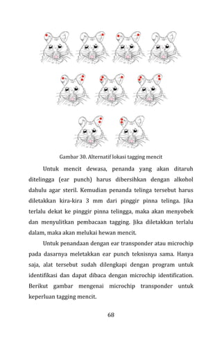 68
Gambar 30. Alternatif lokasi tagging mencit
Untuk mencit dewasa, penanda yang akan ditaruh
ditelingga (ear punch) harus dibersihkan dengan alkohol
dahulu agar steril. Kemudian penanda telinga tersebut harus
diletakkan kira-kira 3 mm dari pinggir pinna telinga. Jika
terlalu dekat ke pinggir pinna telingga, maka akan menyobek
dan menyulitkan pembacaan tagging. Jika diletakkan terlalu
dalam, maka akan melukai hewan mencit.
Untuk penandaan dengan ear transponder atau microchip
pada dasarnya meletakkan ear punch teknisnya sama. Hanya
saja, alat tersebut sudah dilengkapi dengan program untuk
identifikasi dan dapat dibaca dengan microchip identification.
Berikut gambar mengenai microchip transponder untuk
keperluan tagging mencit.
 
