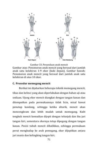 71
Gambar 33. Penandaan anak mencit
Gambar atas: Penomoran anak mencit yang berasal dari jumlah
anak satu kelahiran 1-9 ekor (kaki depan). Gambar bawah:
Penomoran anak mencit yang berasal dari jumlah anak satu
kelahiran di atas 10 ekor.
C. Prosedur memegang mencit
Berikut ini dijabarkan beberapa teknik memegang mencit,
tikus dan kelinci yang akan diperlakukan dengan bahan uji atau
sediaan. Ujung ekor mencit diangkat dengan tangan kanan dan
ditempatkan pada permukaannya tidak licin, misal kawat
penutup kandang, sehingga ketika ditarik, mencit akan
mencengkram dan lebih mudah untuk memegang. Kulit
tengkuk mencit kemudian dijepit dengan telunjuk dan ibu jari
tangan kiri, sementara ekornya tetap dipegang dengan tangan
kanan. Posisi tubuh mencit dibalikkan, sehingga permukaan
perut menghadap ke arah pemegang, ekor dijepitkan antara
jari manis dan kelingking tangan kiri.
 