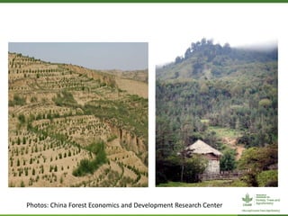 CIFOR/ICRAF sloping lands in transition (SLANT) project