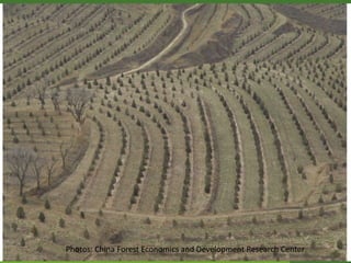 CIFOR/ICRAF sloping lands in transition (SLANT) project