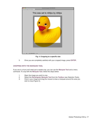 Fig. 4. Cropping to a specific size

       5.      Once you are completely satisfied with your cropped image, press ENTER.


CROPPING WITH THE MARQUEE TOOL

If you are in a hurry and need just a simple crop, you can use the Marquee Tool and a menu
command. To crop with the Marquee Tool, follow the steps below:

       1.      Open the image you wish to crop.
       2.      Select the Rectangular Marquee Tool from the Toolbox (see Selection Tools).
       3.      Click in your image and drag the mouse to draw a marquee around the area you
               wish to crop (Figure 5).




                                                                             Adobe Photoshop CS4 p. 17
 