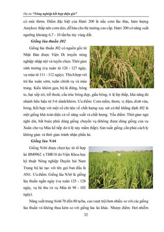 Dự án “Nông nghiệp kết hợp điện gió”
32
có mùi thơm. Điểm đặc biệt của Hatri 200 là nấu cơm lâu thiu, hàm lượng
Amylose thấp nên cơm dẻo, dễbán cho thị trường cao cấp. Hatri 200 có năng suất
ngưỡng khoảng 6,7 - 10 tấn/ha tùy vùng đất.
Giống lúa thuần J02
Giống lúa thuần J02 có nguồn gốc từ
Nhật Bản được Viện Di truyền nông
nghiệp nhập nội và tuyển chọn. Thời gian
sinh trưởng (vụ xuân từ 126 - 127 ngày,
vụ mùa từ 111 - 112 ngày). Thíchhợp với
trà lúa xuân sớm, xuân chính vụ và mùa
trung. Kiểu khóm gọn, bộ lá đứng, bông
to, hạt xếp xít, trỗ thoát, cấu trúc bông đẹp, giấu bông, tỉ lệ lép thấp, khả năng đẻ
nhánh hữu hiệu từ 5-6 dảnh/khóm. Ưu điểm: Cơm mềm, thơm, vị đậm, dính vừa,
bóng. Kết hợp với một số chỉ tiêu về chất lượng xay xát có thể khẳng định J02 là
một giống khá toàn diện cả về năng suất và chất lượng. Yếu điểm: Thời gian ngủ
nghỉ dài, bắt buộc phải dùng giống chuyển vụ (không được dùng giống của vụ
Xuân cho vụ Mùa kế tiếp do tỉ lệ nảy mầm thấp). Sản xuất giống cần phải cách ly
không gian và thời gian tránh nhận phấn lai.
Giống lúa NA6
Giống NA6 được chọn lọc từ tổ hợp
lai BM9962 x TBR18 do Viện Khoa học
kỹ thuật Nông nghiệp Duyên hải Nam
Trung bộ lai tạo với tên gọi ban đầu là
AN1. Ưu điểm: Giống lúa NA6 là giống
lúa thuần ngắn ngày (vụ xuân 125 - 128
ngày, vụ hè thu và vụ Mùa từ 98 - 103
ngày).
Năng suất trung bình70 đến 80 tạ/ha, cao vượt trộihơn nhiều so với các giống
lúa thuần và không thua kém so với giống lúa lai khác. Nhược điểm: Hơi nhiễm
 