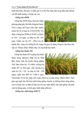 Dự án “Nông nghiệp kết hợp điện gió”
33
bệnh thối thân, thối gốc và nhện gié ở vụ Hè Thu. Đặc biệt trong điều kiện không
cân đối dinh dưỡng, tỉ lệ lép cậy cao.
Giống lúa DT80
Giống lúa DT80 được chọn tạo bằng
phương pháp gây độtbiến dònglúa thuần
TL6.2 mang QLT/gen chịu mặn Saltol
(chọn lọc từ tổ hợp lai LT6/FL478). Ưu
điểm: Giống lúa DT80 có TGST vụXuân
từ 130 - 135 ngày, vụ Mùa từ 105 -110
ngày. Chiều cao cây 107 - 109,6 cm, đẻ
nhánh khá, cứng cây chống đổ tốt, dạng cây gọn, lá đứng, bông to, hạt thon dài,
xếp xít. Nhược điểm: Nhiễm nhẹ với sâu bệnh hại chính.
Giống lúa thuần J01
Giống lúa thuần J01 là giống lúa thuần
thuộc dòng Japonica nhập nội từ Nhật
Bản, được Viện Di truyền Nông nghiệp
Việt Nam chọn lọc. Ưu điểm: Giống lúa
thuần J01 có thời gian sinh trưởng (vụ
xuân từ 124 - 125, vụ mùa từ 108 - 109
ngày), ngắn hơn ĐS1 từ 7 đến 8 ngày.
Thíchhợp với trà lúa xuân sớm, xuân chính vụ và mùa trung. Nhược điểm: Thời
gian ngủ nghỉ dài, bắt buộc phải dùng giống chuyển vụ (không được dùng giống
của vụ Xuân cho vụ Mùa kế tiếp do tỉ lệ nảy mầm thấp). Sản xuất giống cần phải
cách ly không gian và thời gian tránh nhận phấn lai.
Giống lúa chất lượng OM375
 