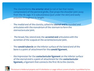 Sternal Strut Anatomy ppt on thoracic skeleton file (6).pdf