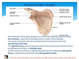 Anatomy ppt on thoracic skeleton file (6).pdf