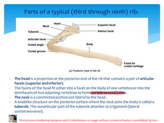 Anatomy ppt on thoracic skeleton file (6).pdf