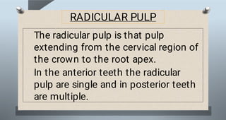 Soft Pulp file (6).pdf pulp soft tissue bds first year | PDF