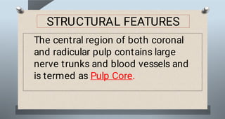 Soft Pulp file (6).pdf pulp soft tissue bds first year | PDF