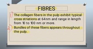 Pulp Bundle file (6).pdf pulp soft tissue bds first year | PDF