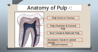 Pulp Operator file (6).pdf pulp soft tissue bds first year | PDF