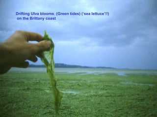 Drifting Ulva blooms (Green tides) (‘sea lettuce’!!)
on the Brittany coast

 