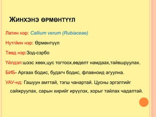 ЖИНХЭНЭ ӨРМӨНТҮҮЛ
Латин нэр: Callium verum (Rubiaceae)
Нутгйин нэр: Өрмөнтүүл
Төвд нэр:Зод-сэрбо
Үйлдэл:шээс хөөх,цус тогтоох,өвдөлт намдаах,тайвшруулах.
БИБ- Аргаах бодис, будагч бодис, флавноид агуулна.
УАУ-нд: Гашуун амттай, тэгш чанартай. Цусны эргэлтийг
сайжруулах, сарын хирийг ирүүлэх, хорыг тайлах чадалтай.
 