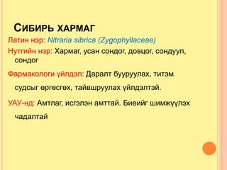 СИБИРЬ ХАРМАГ
Латин нэр: Nitraria sibrica (Zygophyllaceae)
Нутгийн нэр: Хармаг, усан сондог, довцог, сондуул,
сондог
Фармакологи үйлдэл: Даралт бууруулах, титэм
судсыг өргөсгөх, тайвшруулах үйлдэлтэй.
УАУ-нд: Амтлаг, исгэлэн амттай. Биеийг шимжүүлэх
чадалтай
 