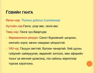ГОВИЙН ГАНГА
Латин нэр: Thymus gobicus (Lamiaceae)
Нутгийн нэр:Ганга, үхэр өвс, ганга өвс
Төвд нэр: Ганга чун,бааргүдм
 Фармакологи үйлдэл: Салст бүрхэвчийг цочроох,
нянгийн эсрэг, өвчин намдаах үйлдэлтэй.
 УАУ-нд: Гашуун амттай, бүлээн чанартай. Хий цусны
гүйдлийг сайжруулах, өвдөхийг зогсоох, мөн эфирийн
тосыг үе мөчний үрэвсэлд, гоо сайхны зорилгоор
түрхэж хэрэглэнэ.
 
