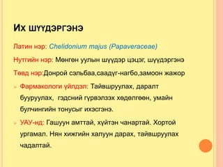 ИХ ШҮҮДЭРГЭНЭ
Латин нэр: Chelidonium majus (Papaveraceae)
Нутгийн нэр: Мөнгөн уулын шүүдэр цэцэг, шүүдэргэнэ
Төвд нэр:Донрой сэльбаа,саадүг-нагбо,замоон жажор
 Фармакологи үйлдэл: Тайвшруулах, даралт
бууруулах, гэдсний гүрвэлзэх хөдөлгөөн, умайн
булчингийн тонусыг ихэсгэнэ.
 УАУ-нд: Гашуун амттай, хүйтэн чанартай. Хортой
ургамал. Нян хижгийн халуун дарах, тайвшруулах
чадалтай.
 