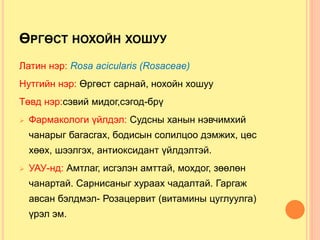 ӨРГӨСТ НОХОЙН ХОШУУ
Латин нэр: Rosa acicularis (Rosaceae)
Нутгийн нэр: Өргөст сарнай, нохойн хошуу
Төвд нэр:сэвий мидог,сэгод-брү
 Фармакологи үйлдэл: Судсны ханын нэвчимхий
чанарыг багасгах, бодисын солилцоо дэмжих, цөс
хөөх, шээлгэх, антиоксидант үйлдэлтэй.
 УАУ-нд: Амтлаг, исгэлэн амттай, мохдог, зөөлөн
чанартай. Сарнисаныг хураах чадалтай. Гаргаж
авсан бэлдмэл- Розацервит (витамины цуглуулга)
үрэл эм.
 