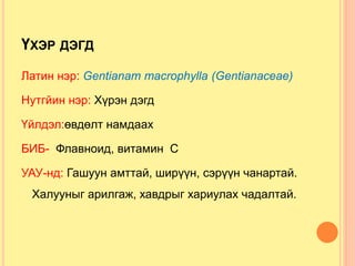 ҮХЭР ДЭГД
Латин нэр: Gentianam macrophylla (Gentianaceae)
Нутгйин нэр: Хүрэн дэгд
Үйлдэл:өвдөлт намдаах
БИБ- Флавноид, витамин С
УАУ-нд: Гашуун амттай, ширүүн, сэрүүн чанартай.
Халууныг арилгаж, хавдрыг хариулах чадалтай.
 