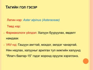 ТАГИЙН ГОЛ ГЭСЭР
Латин нэр: Aster alpinus (Asteraceae)
Төвд нэр:
 Фармакологи үйлдэл: Халуун бууруулах, өвдөлт
намдаах
 УАУ-нд: Гашуун амттай, мохдог, эелдэг чанартай.
Нян нядлах, халууныг арилгах тул хижгийн халуунд
“Ялагч баатар-15” гэдэг жоронд оруулж хэрэглэнэ.
 