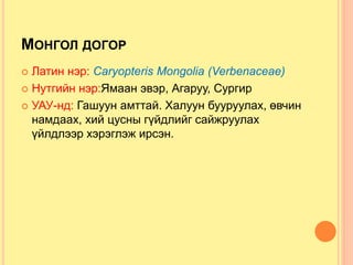 МОНГОЛ ДОГОР
 Латин нэр: Caryopteris Mongolia (Verbenaceae)
 Нутгийн нэр:Ямаан эвэр, Агаруу, Сургир
 УАУ-нд: Гашуун амттай. Халуун бууруулах, өвчин
намдаах, хий цусны гүйдлийг сайжруулах
үйлдлээр хэрэглэж ирсэн.
 