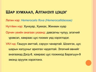 ШАР ХУМХААЛ, АЛТАНЗУЛ ЦЭЦЭГ
Латин нэр: Hemerocalis flova (Hemerocallidaceae)
Нутгйин нэр: Хунхуар, Хумхах, Жинжин хуар
Орчин үеийн анагаах ухаанд: давсагны чулуу, элэгний
үрэвсэл, хамраас цус гоожих үед хэрэглэдэг.
УАУ-нд: Гашуун амттай, сэрүүн чанартай. Шээлгэх, цус
шарын халууныг арилгах чадалтай. Элэгний өвнийг
анагаахад Дэгд-8, хамраас цус гоожиход Барагшун-9
эмэнд оруулж хэрэглэнэ.
 
