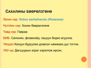 САХАЛИНЫ БӨӨРӨЛЗГӨНӨ
Латин нэр: Rubus sachalinensis (Rosaceae)
Нутгйин нэр: Хонин бөөрөлзгөнө
Төвд нэр: Гавраа
БИБ- Сапонин, флавнойд, гашуун бодис агуулна.
Үйлдэл:Халуун буруулах,үрэвсэл намжаах,цус тогтох.
УАУ-нд: Дагшуурын эсрэг хэрэглэж ирсэн.
 