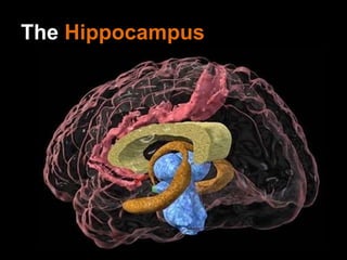 The  Hippocampus 