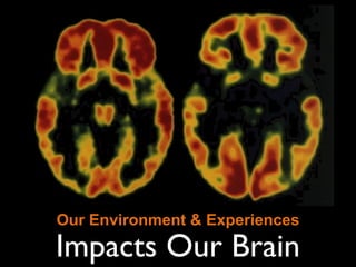 Our Environment & Experiences Impacts Our Brain 