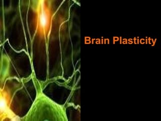 Brain Plasticity 