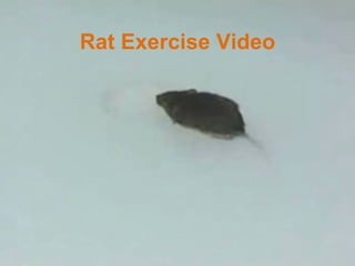 Ian, this video is missing Run video Rat Exercise Video 